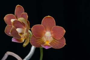 Phalaenopsis Yaphon Perfume Red HCC/AOS 76 pts.